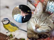 Как коты, птицы и погода предупреждают о морозах