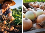 Очень важно не упустить момент и вовремя собрать урожай лука