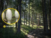 Гриб навозник белый