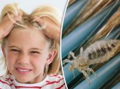 Подцепить вшей могут как дети, так и взрослые