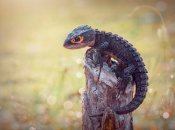 Крокодиловий сцинк має оранжеві плями навколо очей