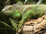 Ігуан є кілька видів