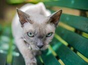 Прогноз для Овнів, Левів та Близнюків