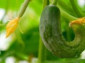 Почему огурцы кривые и горчат