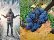 Осенью нужно позаботиться о зимовке виноградника