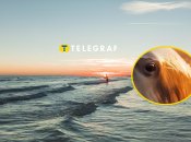 Дельфінів помітили в Одесі