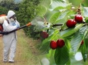 Россияне украли у фермеров черешню, которая уже была обработана специально для них