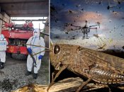 Сарана наразі дошкуляє двом областям України. Фото Колаж "Телеграфа"