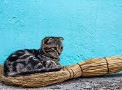 Веник – оберег в доме