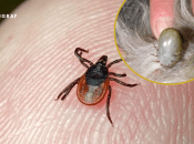 З ледь помітної істоти за кілька днів кліщ може роздутися до 2 см