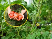 Як захистити помідори від совки