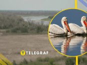 Пелікани на Каховському водосховищі