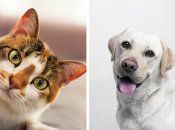 Занимательный тест для любителей животных