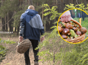 Починається пора тихого полювання