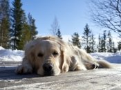 Не всі собаки згодні носити взуття взимку
