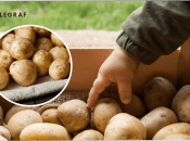 Як правильно зберігати картоплю на зиму