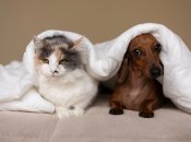 Кішка та собака