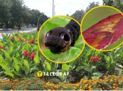 Она способна преодолевать большие расстояния