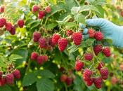 Коли і чим правильно обприскувати малинник