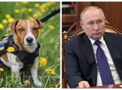 Пес Патрон і володимир путін