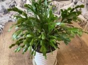 Декабрист также известен как шлюмбергера