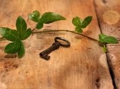 Чим небезпечний у будинку плющ