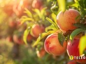 Персики может самостоятельно вырастить и новичок (изображение создано с помощью ИИ)