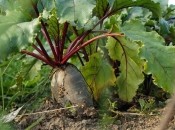 Чим підгодувати буряки у вересні