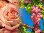 Рожевий кущ біля винограду — індикатор, що вказує, здорова лоза чи ні