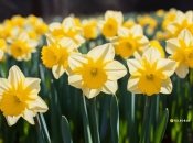 Ефект вас порадує