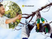 Обрезка - очень важный этап по уходу за деревьями