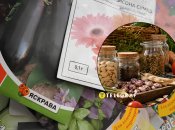 Какие семена овощей нужно собирать самостоятельно