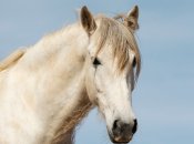 Кінь/Ілюстративне фото