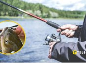 Рівненський рибалка впіймав велетня