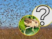 Хто бореться з сараною