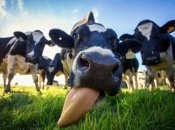 Лучшие фото National Geographic за июнь