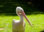 Розовый пеликан