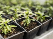 Прикмети про саджання розсади