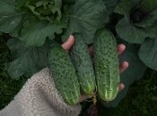 Огірки – це теплолюбна культура