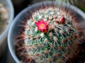 Кактус можно размещать не в каждой комнате