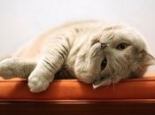 Какие знаки Зодиака станут ленивыми в середине октября 2022 года