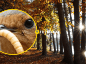 Осінній ліс, вільшанка