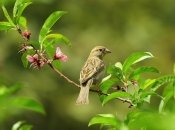 Птицы могут быстро уничтожить урожай ягод