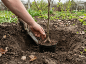 Дерево может болеть, если посадить его слишком глубоко