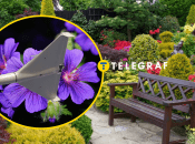 Квітник, герань, дрон