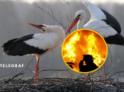 Аисты являются символом благополучия, но многие верят в их мстительность