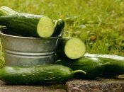 Огурцы будут расти, как бешеные