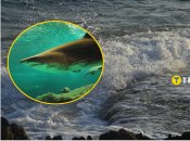 Хвостатого зверя, похожего на акулу, заметили в Одессе