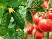 Огірки та помідори