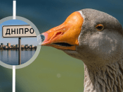 Гусак був переляканий